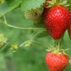 Болезни клубники — мучнистая роса, серая гниль и пятнистости: чем обработать?