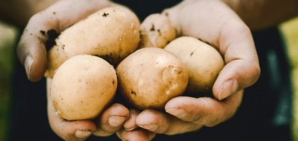 Картофель в июле: когда и чем обработать от фитофторы последний раз