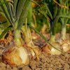 Лук в июле: почему пора прекращать полив?