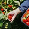 Клубника в июле: почему после сбора ягод нельзя просто забыть про грядку
