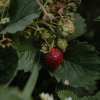 Клубника в июле: почему кусты желтеют после сбора ягод и как их реанимировать