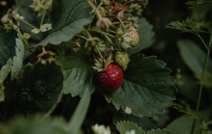 Клубника в июле: почему кусты желтеют после сбора ягод и как их реанимировать