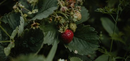 Клубника в июле: почему кусты желтеют после сбора ягод и как их реанимировать