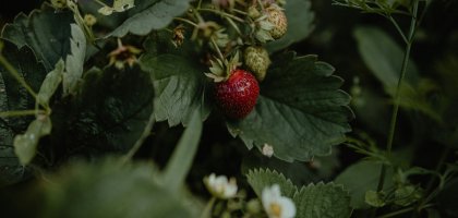 Клубника в июле: зачем обрезать старые листья и когда это делать