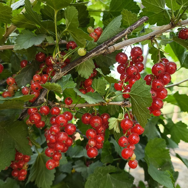 чай из листьев смородины польза