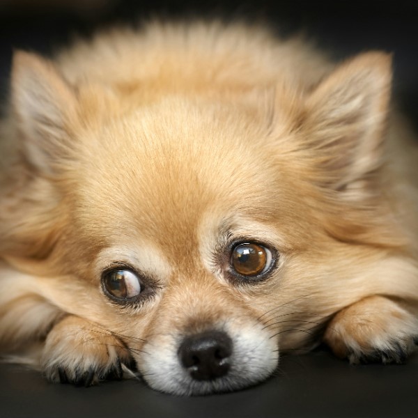 собака боится грома что делать