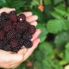 Ежевика в июле: почему завязи сохнут и осыпаются