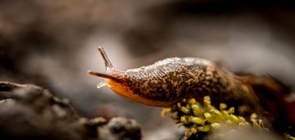 Испанские слизни: откуда на участке и как с ними бороться