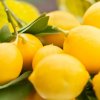 Как хранить лимоны, чтобы они не засыхали и не плесневели 