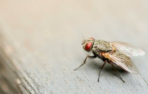 Почему в квартире завелись мошки и как от них избавиться навсегда