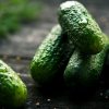 Почему маринованные огурцы становятся мягкими и как сохранить хруст