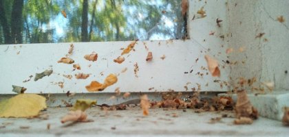 Плесень на пластиковых окнах: причины и эффективные методы борьбы