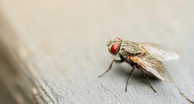 Как избавиться от мух в помещении: эффективные методы и народные средства